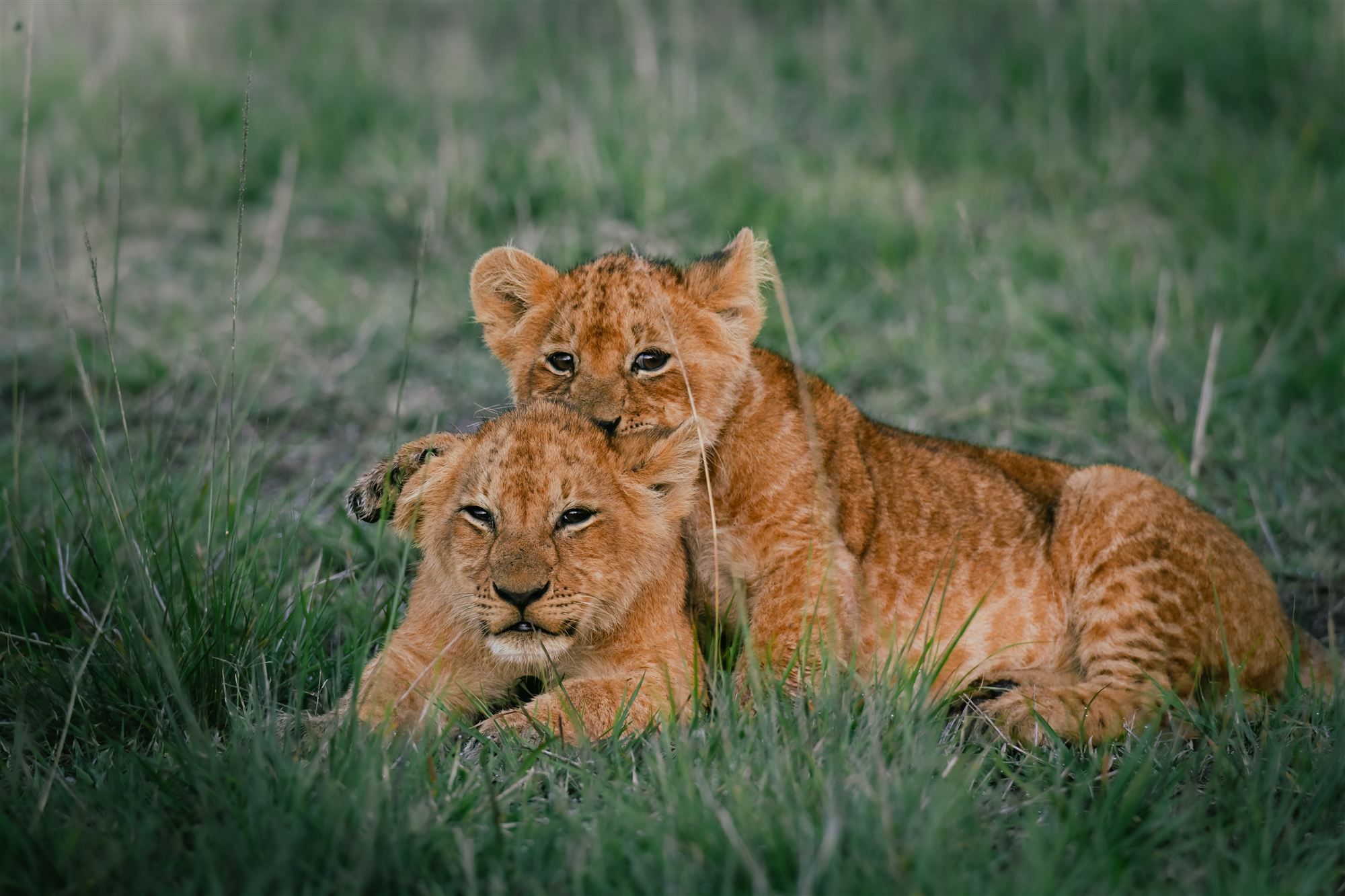 Dos cachorros de león acurrucados en la hierba