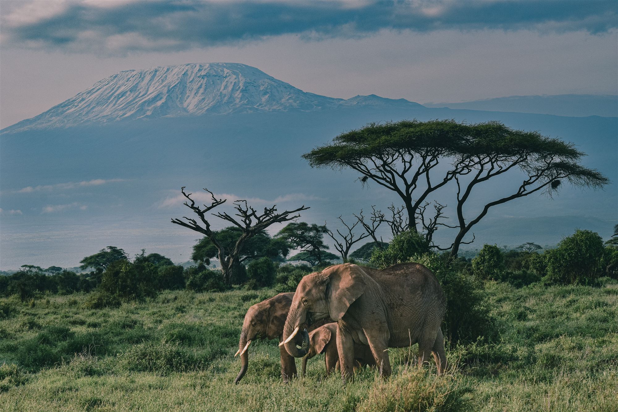 Elefantes frente al Kilimanjaro