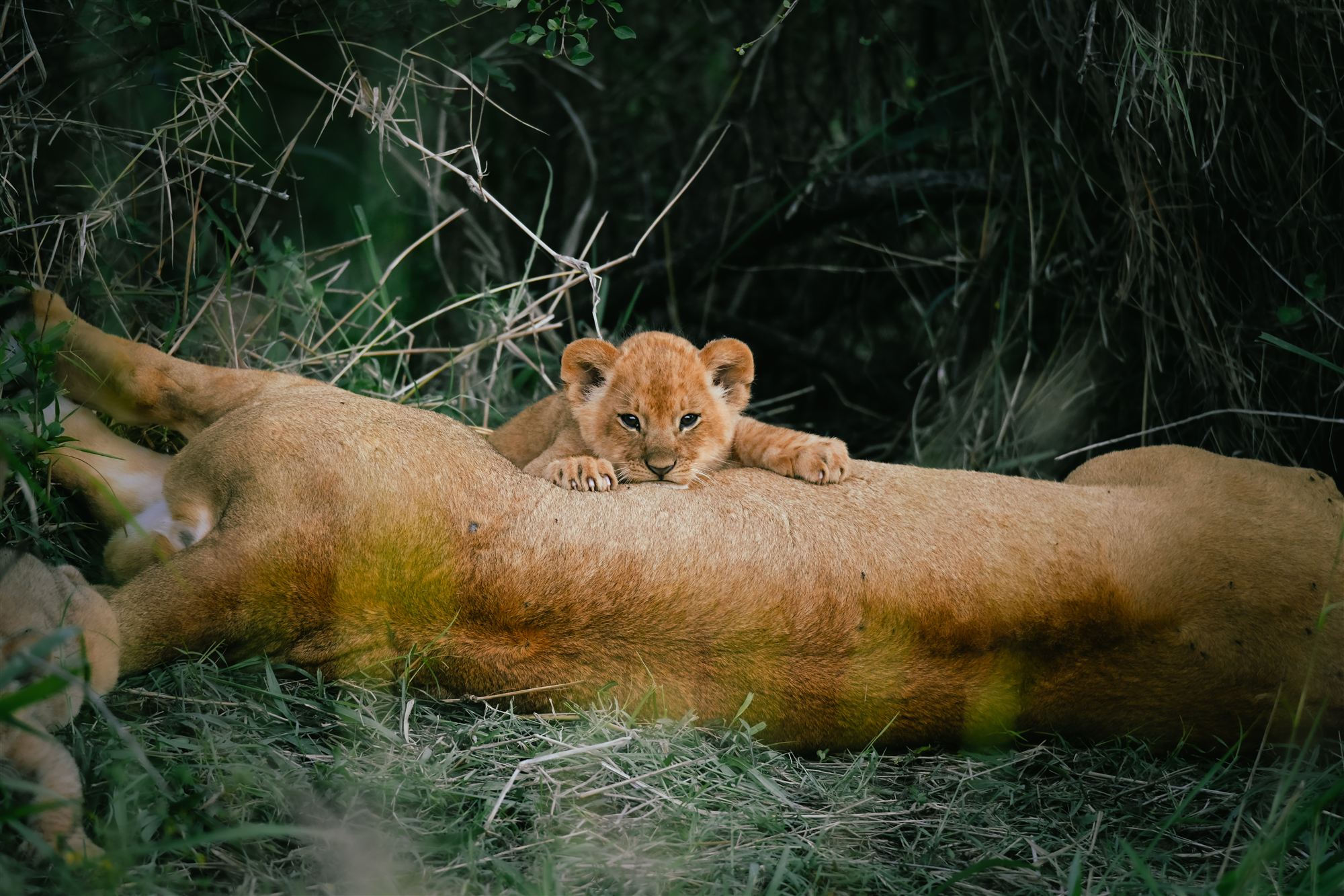 Cachorro de león acurrucado junto a su madre