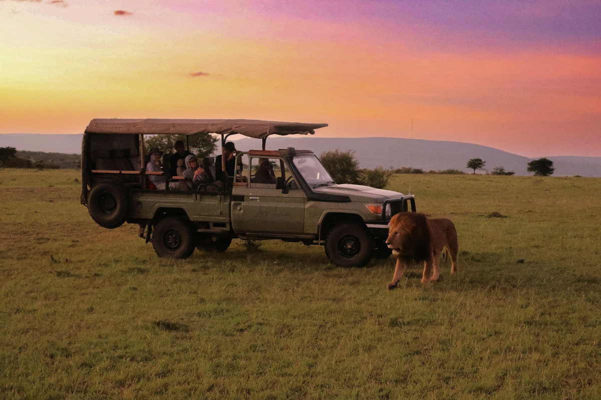 Grupo de amigos en un vehículo de safari al atardecer, con un león al lado