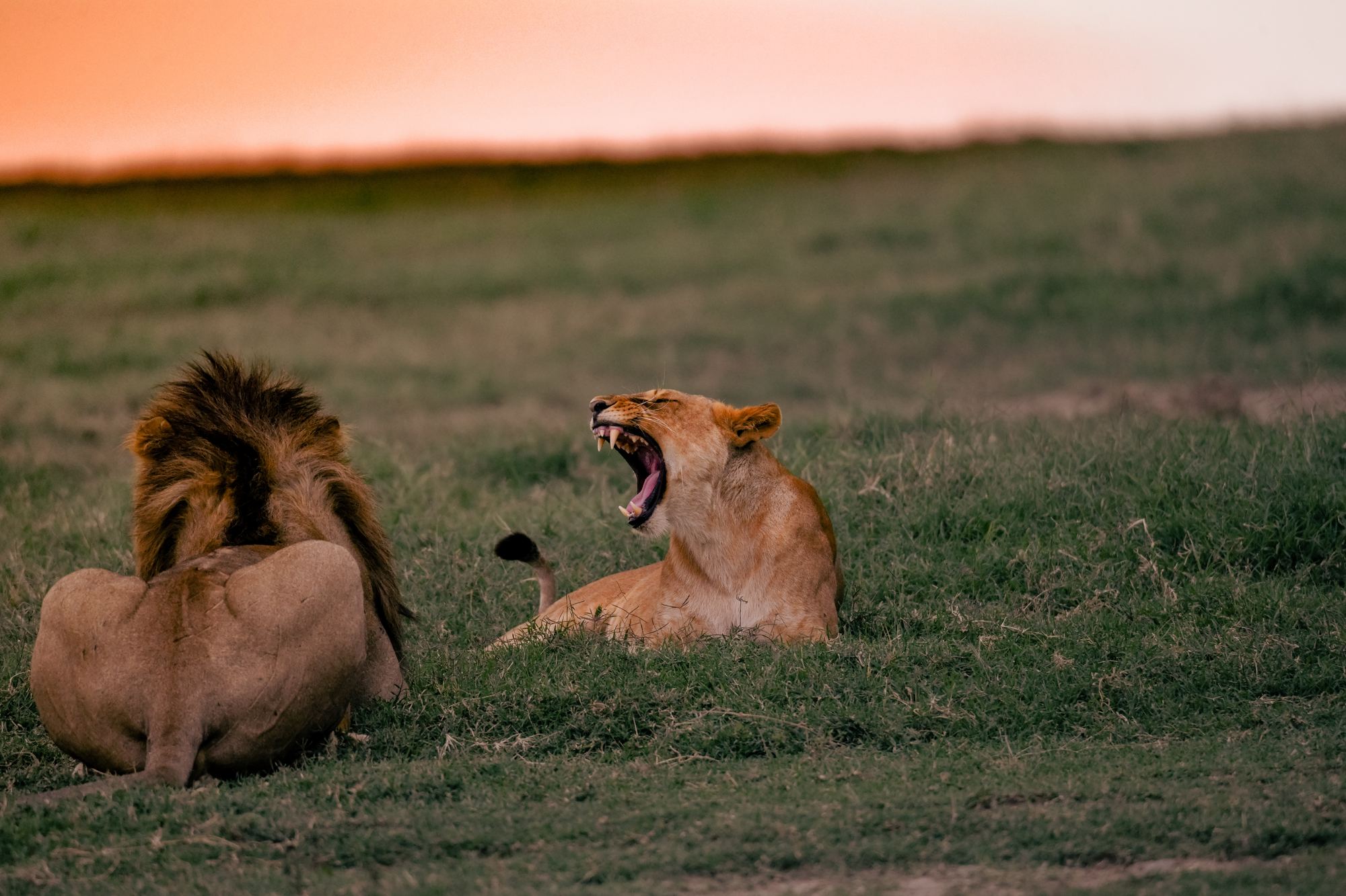 Leona bostezando al atardecer junto a un león tumbado en la hierba