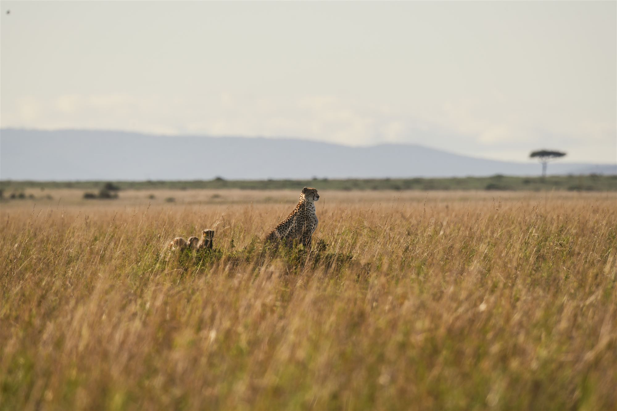 Guépard et petits dans les hautes herbes de la savane, lumière du matin