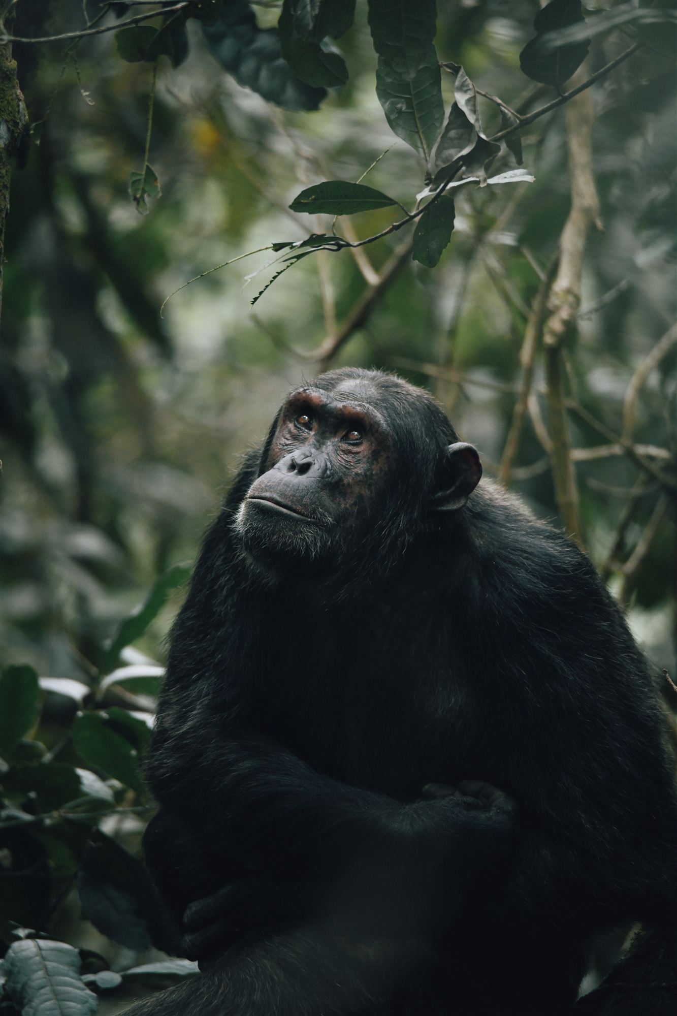 Regard d'un chimpanzé dans la forêt